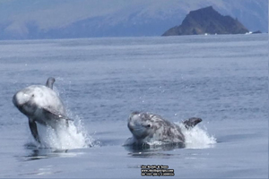 Risso's dolphins Lemon Rock area, Kerry 17/05/08 © K Roddy, Skelligs Trips